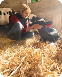 Woman crouched in a room with several cows, gently touching the face of a calf