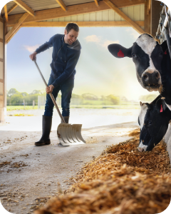 Man in a farming structure with two cows performing daily chores